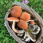 Rimma з чаном та сауною Sesori