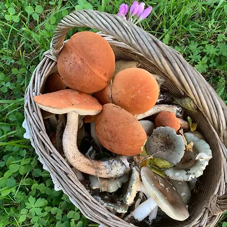 Rimma з чаном та сауною Sheshory